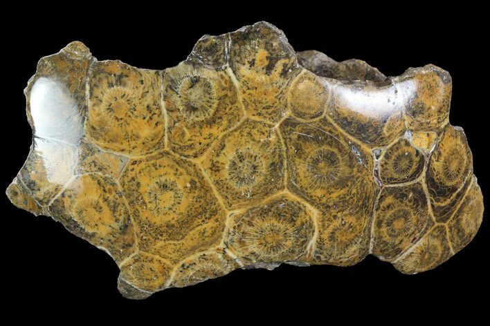 Polished Fossil Coral (Actinocyathus) - Morocco #84961